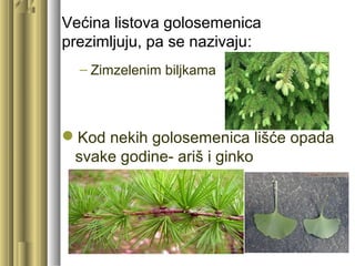 Većina listova golosemenica
prezimljuju, pa se nazivaju:
– Zimzelenim biljkama
Kod nekih golosemenica lišće opada
svake godine- ariš i ginko
 