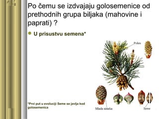 Po čemu se izdvajaju golosemenice od
prethodnih grupa biljaka (mahovine i
paprati) ?
U prisustvu semena*
*Prvi put u evoluciji Seme se javlja kod
golosemenica
 