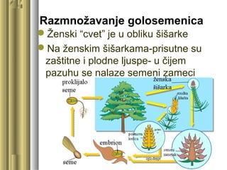 Razmnožavanje golosemenica
Ženski “cvet” je u obliku šišarke
Na ženskim šišarkama-prisutne su
zaštitne i plodne ljuspe- u čijem
pazuhu se nalaze semeni zameci
 