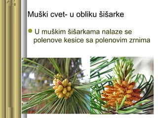 Muški cvet- u obliku šišarke
U muškim šišarkama nalaze se
polenove kesice sa polenovim zrnima
 