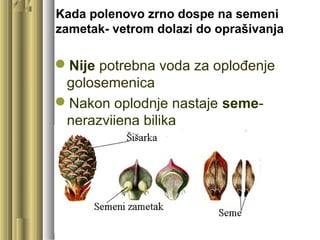 Kada polenovo zrno dospe na semeni
zametak- vetrom dolazi do oprašivanja
Nije potrebna voda za oplođenje
golosemenica
Nakon oplodnje nastaje seme-
nerazvijena biljka
 