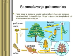 Razmnožavanje golosemenica
 Kada polen iz polenove kesice nošen vetrom dospe do semenog
zametka dolazi do oprašivanja. Nizom procesa, nakon oplođenja od
embriona formira se seme.
 