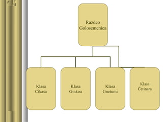 Razdeo
Golosemenica
Klasa
Cikasa
Klasa
Ginkoa
Klasa
Gnetumi
Klasa
Četinara
 