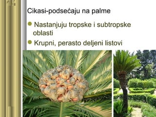 Cikasi-podsećaju na palme
Nastanjuju tropske i subtropske
oblasti
Krupni, perasto deljeni listovi
Seme veličine šljive
 
