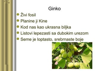 Ginko
Živi fosil
Planine ji Kine
Kod nas kao ukrasna biljka
Listovi lepezasti sa dubokim urezom
Seme je loptasto, srebrnaste boje
 