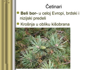 Četinari
Beli bor- u celoj Evropi, brdski i
nizijski predeli
Krošnja u obliku kišobrana
 