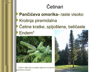 Četinari
Pančićeva omorika- raste visoko
Krošnja piramidalna
Četine kratke, spljoštene, beličaste
Endem*
 Endem- biljke koje se javljaju uglavnom na jednom,
ograničenom prostoru
 