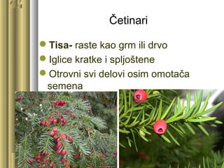 Četinari
Tisa- raste kao grm ili drvo
Iglice kratke i spljoštene
Otrovni svi delovi osim omotača
semena
 