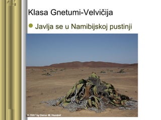 Klasa Gnetumi-Velvičija
Javlja se u Namibijskoj pustinji
 