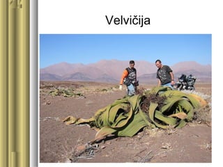 Velvičija
 