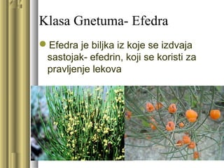 Klasa Gnetuma- Efedra
Efedra je biljka iz koje se izdvaja
sastojak- efedrin, koji se koristi za
pravljenje lekova
 