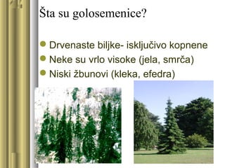 Šta su golosemenice?
Drvenaste biljke- isključivo kopnene
Neke su vrlo visoke (jela, smrča)
Niski žbunovi (kleka, efedra)
 