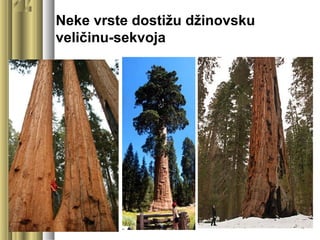 Neke vrste dostižu džinovsku
veličinu-sekvoja
 