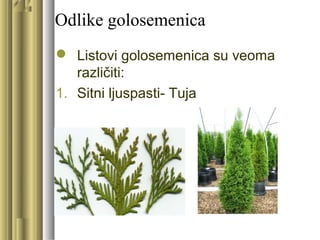 Odlike golosemenica
 Listovi golosemenica su veoma
različiti:
1. Sitni ljuspasti- Tuja
 