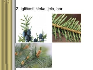 2. Igličasti-kleka, jela, bor
 