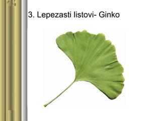 3. Lepezasti listovi- Ginko
 