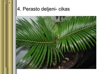 4. Perasto deljeni- cikas
 