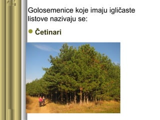 Golosemenice koje imaju igličaste
listove nazivaju se:
Četinari
 