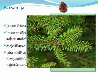 Ko sam ja
Ja sam četinar.
Imam zašiljene iglice na
koje se možeš ubosti.
Moje šišarke vise sa grane.
Iako misliš da kitiš
novogodišnju jelku,
najčešće ukrašavaš mene.
?
 