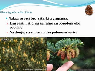 Objasni građu muške šišarke
 Nalazi se veći broj šišarki u grupama.
 Ljuspasti listići su spiralno raspoređeni oko
osovine.
 Na donjoj strani se nalaze polenove kesice
 
