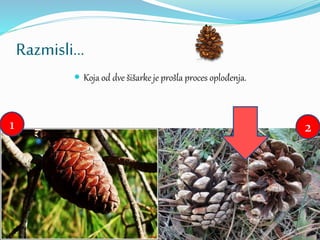 Razmisli...
 Koja od dve šišarke je prošla proces oplođenja.
1 2
 