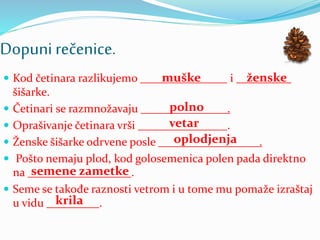 Dopuni rečenice.
 Kod četinara razlikujemo i
šišarke.
 Četinari se razmnožavaju .
 Oprašivanje četinara vrši .
 Ženske šišarke odrvene posle .
 Pošto nemaju plod, kod golosemenica polen pada direktno
na .
 Seme se takođe raznosti vetrom i u tome mu pomaže izraštaj
u vidu .
muške ženske
polno
vetar
oplodjenja
semene zametke
krila
 