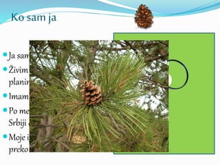 Ko sam ja
Ja sam četinar.
Živim najčešće na visokim
planinama.
Imam tamnu koru drveta.
Po meni je i jedna planina u
Srbiji dobila ime.
Moje iglice su tamne i duge
preko 10 cm.
?
 