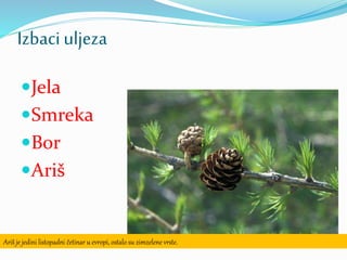 Izbaciuljeza
Jela
Smreka
Bor
Ariš
Ariš je jedini listopadni četinar u evropi, ostalo su zimzelene vrste.
 
