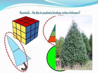 Razmisli... Na šta te podseća krošnja većine četinara?
 