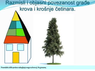 Razmisli i objasni povezanost građe
krova i krošnje četinara.
Piramidalniobliksprečavanakupljanje snegana krovutj. Na granama,
 