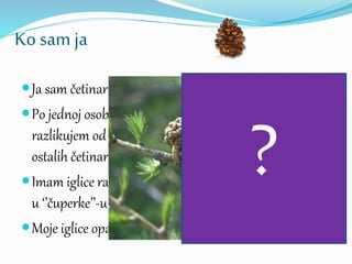 Ko sam ja
Ja sam četinar.
Po jednoj osobini se
razlikujem od svih
ostalih četinara.
Imam iglice raspoređene
u ‘’čuperke’’-u grupama.
Moje iglice opadaju.
?
 