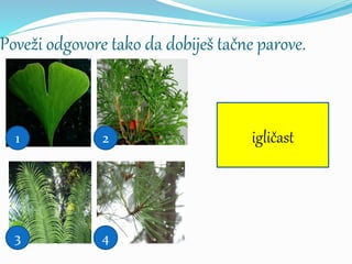 Poveži odgovore tako da dobiješ tačne parove.
perast
3
lepezast1 ljuspast2 igličast
4
 