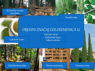 OBJASNI ZNAČAJ GOLOSEMENICA U
PRIRODI
Fabrike kiseonika Drvna industrija Ukrasne vrste
Lekovite vrste
Korenom vezuju
zemljište
Etarska ulja
Industrija boja i
lakova-smola
 