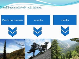 Navedi imena zaštićenih vrsta četinara.
Pančićeva omorika munika molika
 