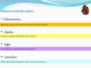 Objasniznačenje pojma
 Golosemenica
Biljna koja ima golo seme, odnosno seme koje nije zaštićeno plodom.
• šišarka
Tvorevina na kojoj se nalaze polni organi četinara .
• tajga
Četinarske šume, najveće šume na severu planete.
• zimzeleno
Ostaje zeleno tokom cele godine tj. Lišće ne opada za vreme zime.
 