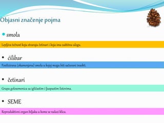 Objasniznačenje pojma
 smola
Lepljiva tečnost koju stvaraju četinari i koja ima zaštitnu ulogu.
• ćilibar
Fosilizirana (okamenjena) smola u kojoj mogu biti sačuvani insekti.
• četinari
Grupa golosemenica sa igličastim i ljuspastim listovima.
Reproduktivni organ biljaka u kome se nalazi klica.
• SEME
 