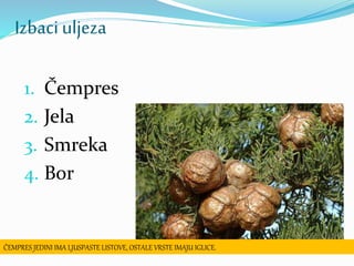 Izbaci uljeza
1. Čempres
2. Jela
3. Smreka
4. Bor
ČEMPRES JEDINI IMA LJUSPASTE LISTOVE, OSTALE VRSTE IMAJU IGLICE.
 