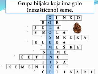 1. Golosemenica lepezastih listova.
1
2
3
4
5
6
7
8
9
10
11
12
G I N K O
2. Četinar sa dugačkim iglicama.
B O R
3. Četinar sa uspravnim šišarkama.
J E L A
4. Materija koja se dobija iz stabla
četinara
S M O L A
5. Četinar sa visećim šišarkama
S M R E K A
6. Žbunasti četinar
K L E K A
7. Manje šišarke, u grupama.
M U Š K E
8. Organ koji se razvija iz semenog
zametka
S E M E
9. Igličasti listovi.
Č E T I N E
10. Četinar sa crvenim omotačem
semena
T I S A
11. Biljke koje imaju seme
S E M E N I C E
12. Golosemenice sa igličastim
listovima.
Č E T I N A R I
Grupa biljaka koja ima golo
(nezaštićeno) seme.
 