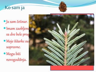 Ko sam ja
Ja sam četinar.
Imam zaobljene iglice
sa dve bele pruge.
Moje šišarke su
uspravne.
Mogu biti
novogodišnja.
?
 