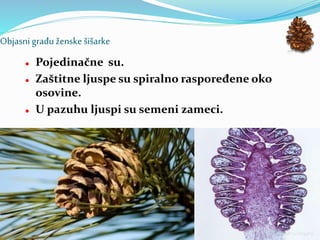 Objasni građu ženske šišarke
 Pojedinačne su.
 Zaštitne ljuspe su spiralno raspoređene oko
osovine.
 U pazuhu ljuspi su semeni zameci.
 