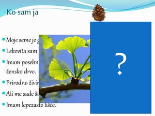 Ko sam ja
Moje seme je golo.
Lekovita sam biljka.
Imam posebno muško, a posebno
žensko drvo.
Prirodno živim u Aziji.
Ali me sade širom sveta kao ukras.
Imam lepezasto lišće.
?
 