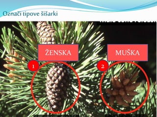 Označi tipove šišarki
1 2
ŽENSKA MUŠKA
 