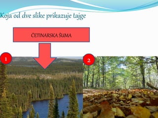 Koja od dve slike prikazuje tajge
1 2
ČETINARSKA ŠUMA
 