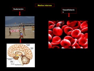 Medios internos  Sudoración  Vasodilatación  