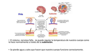• El sistema nervioso falla, no puede regular la temperatura de nuestro cuerpo como
lo hace normalmente a través de la sudoración.
• Se pierde agua y sales que hacen que nuestro cuerpo funcione correctamente.
 