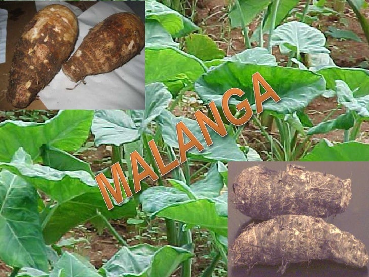 Goma de malanga 2 Goma de malanga 2