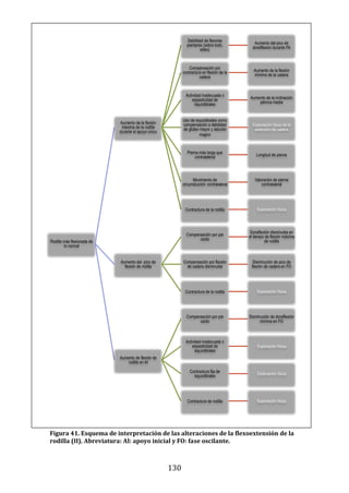 130
Figura 41. Esquema de interpretación de las alteraciones de la flexoextensión de la
rodilla (II). Abreviatura: AI: apoyo inicial y FO: fase oscilante.
Rodilla más flexionada de
lo normal
Aumento de la flexión
máxima de la rodilla
durante el apoyo único
Debilidad de flexores
plantares (sobre todo,
sóleo)
Aumento del pico de
dorsiflexión durante FA
Compensación por
contractura en flexión de la
cadera
Aumento de la flexión
mínima de la cadera
Actividad inadecuada o
espasticidad de
isquiotibiales
Aumento de la inclinación
pélvica media
Uso de isquiotibiales como
compensación a debilidad
de glúteo mayor y aductor
magno
Exploración física de la
extensión de cadera
Pierna más larga que
contralateral Longitud de pierna
Movimiento de
circumducción contralateral
Valoración de pierna
contralateral
Contractura de la rodilla Exploración física
Aumento del pico de
flexión de rodilla
Compensación por pie
caído
Dorsiflexión disminuida en
el tiempo de flexión máxima
de rodilla
Compensación por flexión
de cadera disminuida
Disminución de pico de
flexión de cadera en FO
Contractura de la rodilla Exploración física
Aumento de flexión de
rodilla en AI
Compensación por pie
caído
Disminución de dorsiflexión
mínima en FO
Actividad inadecuada o
espasticidad de
isquiotibiales
Exploración física
Contractura fija de
isquiotibiales Exploración física
Contractura de rodilla Exploración física
 