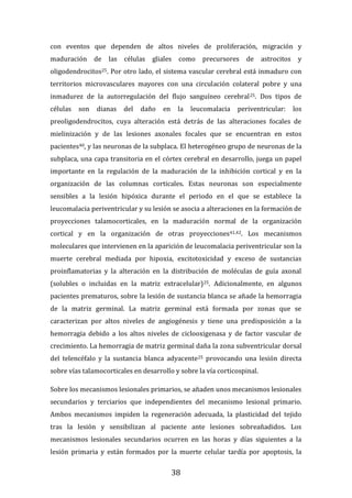 38
con eventos que dependen de altos niveles de proliferación, migración y
maduración de las células gliales como precursores de astrocitos y
oligodendrocitos25. Por otro lado, el sistema vascular cerebral está inmaduro con
territorios microvasculares mayores con una circulación colateral pobre y una
inmadurez de la autorregulación del flujo sanguíneo cerebral25. Dos tipos de
células son dianas del daño en la leucomalacia periventricular: los
preoligodendrocitos, cuya alteración está detrás de las alteraciones focales de
mielinización y de las lesiones axonales focales que se encuentran en estos
pacientes40, y las neuronas de la subplaca. El heterogéneo grupo de neuronas de la
subplaca, una capa transitoria en el córtex cerebral en desarrollo, juega un papel
importante en la regulación de la maduración de la inhibición cortical y en la
organización de las columnas corticales. Estas neuronas son especialmente
sensibles a la lesión hipóxica durante el periodo en el que se establece la
leucomalacia periventricular y su lesión se asocia a alteraciones en la formación de
proyecciones talamocorticales, en la maduración normal de la organización
cortical y en la organización de otras proyecciones41,42. Los mecanismos
moleculares que intervienen en la aparición de leucomalacia periventricular son la
muerte cerebral mediada por hipoxia, excitotoxicidad y exceso de sustancias
proinflamatorias y la alteración en la distribución de moléculas de guía axonal
(solubles o incluidas en la matriz extracelular)25. Adicionalmente, en algunos
pacientes prematuros, sobre la lesión de sustancia blanca se añade la hemorragia
de la matriz germinal. La matriz germinal está formada por zonas que se
caracterizan por altos niveles de angiogénesis y tiene una predisposición a la
hemorragia debido a los altos niveles de ciclooxigenasa y de factor vascular de
crecimiento. La hemorragia de matriz germinal daña la zona subventricular dorsal
del telencéfalo y la sustancia blanca adyacente25 provocando una lesión directa
sobre vías talamocorticales en desarrollo y sobre la vía corticospinal.
Sobre los mecanismos lesionales primarios, se añaden unos mecanismos lesionales
secundarios y terciarios que independientes del mecanismo lesional primario.
Ambos mecanismos impiden la regeneración adecuada, la plasticidad del tejido
tras la lesión y sensibilizan al paciente ante lesiones sobreañadidos. Los
mecanismos lesionales secundarios ocurren en las horas y días siguientes a la
lesión primaria y están formados por la muerte celular tardía por apoptosis, la
 