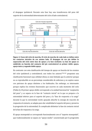 50
el despegue ipsilateral. Durante esta fase hay una transferencia del peso del
soporte de la extremidad determinante del ciclo al lado contralateral.
Figura 4: Fases del ciclo de marcha. El ciclo de marcha de cada lado se define entre
los contactos iniciales de ese mismo lado. El despegue de ese pie define la
separación del ciclo entre fase de apoyo y la fase oscilante. La fase de apoyo se
subdivide en función del contacto del pie contralateral en primer doble apoyo,
apoyo único y segundo doble apoyo.
En contraste con esta clasificación del tiempo de apoyo en función de los eventos
del ciclo ipsilateral y contralateral, casi todos los autores79,81,82 proponen una
clasificación funcional cuya utilidad clínica es más limitada que la anterior porque
no es reproducible en un porcentaje considerable de enfermos y en sujetos sanos
con patrones de apoyo distintos a los habituales. Sin embargo, es interesante
porque explica los eventos funcionales que ocurren en cada momento del ciclo
(Tabla 6). El primer apoyo doble corresponde a la unidad funcional de “aceptación
del peso” y se separa en la fase de “contacto inicial” en la que se prepara a la
extremidad inferior para el soporte del peso y la “fase de respuesta a la carga”
durante la que la extremidad recién apoyada absorbe la energía de reacción de
respuesta al contacto, se adapta para dar estabilidad al soporte del peso y preserva
la progresión de la extremidad. Es complicado delimitar la fase de contacto inicial
de la fase de respuesta a la carga.
El apoyo monopodal se corresponde funcionalmente con el “soporte monopodal”,
que tradicionalmente se separa en “apoyo medio” caracterizado por la progresión
Fase
oscilante
Fase
oscilante
Fase de apoyo
Fase de apoyo
Fase
oscilante
Fase
oscilante
Fase de apoyo
Izquierda
Derecha
Contacto
inicial
izquierdo
Contacto
inicial
izquierdo
Despegue
derecho
Despegue
derecho
Despegue
izquierdo
Despegue
izquierdo
Despegue
izquierdo
Contacto
inicial
derecho
Contacto
inicial
derecho
Contacto
inicial
derecho
Ciclo de marcha derecho
Ciclo de marcha derecho
Primer
doble
apoyo
Segundo
doble
apoyo
Apoyo único
Ciclo de marcha izquierdo
Fase de apoyo
 