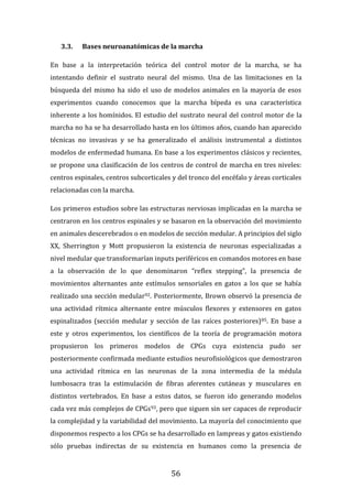 56
3.3. Bases neuroanatómicas de la marcha
En base a la interpretación teórica del control motor de la marcha, se ha
intentando definir el sustrato neural del mismo. Una de las limitaciones en la
búsqueda del mismo ha sido el uso de modelos animales en la mayoría de esos
experimentos cuando conocemos que la marcha bípeda es una característica
inherente a los homínidos. El estudio del sustrato neural del control motor de la
marcha no ha se ha desarrollado hasta en los últimos años, cuando han aparecido
técnicas no invasivas y se ha generalizado el análisis instrumental a distintos
modelos de enfermedad humana. En base a los experimentos clásicos y recientes,
se propone una clasificación de los centros de control de marcha en tres niveles:
centros espinales, centros subcorticales y del tronco del encéfalo y áreas corticales
relacionadas con la marcha.
Los primeros estudios sobre las estructuras nerviosas implicadas en la marcha se
centraron en los centros espinales y se basaron en la observación del movimiento
en animales descerebrados o en modelos de sección medular. A principios del siglo
XX, Sherrington y Mott propusieron la existencia de neuronas especializadas a
nivel medular que transformarían inputs periféricos en comandos motores en base
a la observación de lo que denominaron “reflex stepping”, la presencia de
movimientos alternantes ante estímulos sensoriales en gatos a los que se había
realizado una sección medular92. Posteriormente, Brown observó la presencia de
una actividad rítmica alternante entre músculos flexores y extensores en gatos
espinalizados (sección medular y sección de las raíces posteriores)85. En base a
este y otros experimentos, los científicos de la teoría de programación motora
propusieron los primeros modelos de CPGs cuya existencia pudo ser
posteriormente confirmada mediante estudios neurofisiológicos que demostraron
una actividad rítmica en las neuronas de la zona intermedia de la médula
lumbosacra tras la estimulación de fibras aferentes cutáneas y musculares en
distintos vertebrados. En base a estos datos, se fueron ido generando modelos
cada vez más complejos de CPGs93, pero que siguen sin ser capaces de reproducir
la complejidad y la variabilidad del movimiento. La mayoría del conocimiento que
disponemos respecto a los CPGs se ha desarrollado en lampreas y gatos existiendo
sólo pruebas indirectas de su existencia en humanos como la presencia de
 
